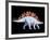 Artwork of Stegosaurus Dinosaur, Stegosaurus Sp.-Joe Tucciarone-Framed Photographic Print