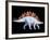 Artwork of Stegosaurus Dinosaur, Stegosaurus Sp.-Joe Tucciarone-Framed Photographic Print