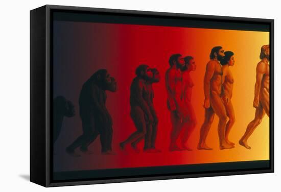 Artwork of the Stages In Human Evolution-David Gifford-Framed Premier Image Canvas