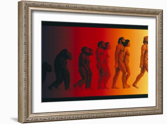 Artwork of the Stages In Human Evolution-David Gifford-Framed Photographic Print