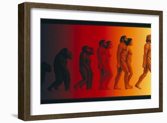 Artwork of the Stages In Human Evolution-David Gifford-Framed Photographic Print