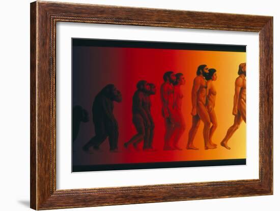 Artwork of the Stages In Human Evolution-David Gifford-Framed Photographic Print