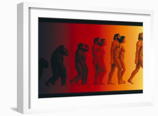Artwork of the Stages In Human Evolution-David Gifford-Framed Photographic Print