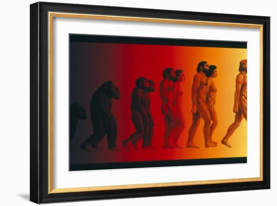 Artwork of the Stages In Human Evolution-David Gifford-Framed Photographic Print