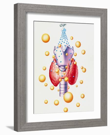 Artwork of Thyroid & Pituitary Hormone Control-John Bavosi-Framed Photographic Print