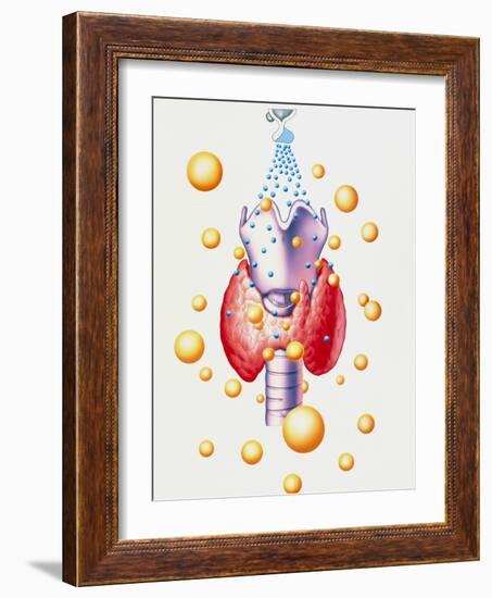 Artwork of Thyroid & Pituitary Hormone Control-John Bavosi-Framed Photographic Print