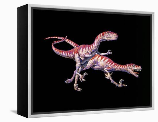 Artwork of Two Deinonychus Dinosaurs-Joe Tucciarone-Framed Premier Image Canvas