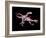 Artwork of Two Deinonychus Dinosaurs-Joe Tucciarone-Framed Photographic Print