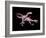 Artwork of Two Deinonychus Dinosaurs-Joe Tucciarone-Framed Photographic Print