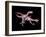 Artwork of Two Deinonychus Dinosaurs-Joe Tucciarone-Framed Photographic Print