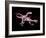 Artwork of Two Deinonychus Dinosaurs-Joe Tucciarone-Framed Photographic Print