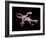 Artwork of Two Deinonychus Dinosaurs-Joe Tucciarone-Framed Photographic Print