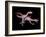 Artwork of Two Deinonychus Dinosaurs-Joe Tucciarone-Framed Photographic Print