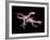 Artwork of Two Deinonychus Dinosaurs-Joe Tucciarone-Framed Photographic Print