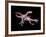 Artwork of Two Deinonychus Dinosaurs-Joe Tucciarone-Framed Photographic Print