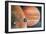 Artwork Showing Galileo Spacecraft Nearing Jupiter-Julian Baum-Framed Photographic Print