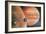 Artwork Showing Galileo Spacecraft Nearing Jupiter-Julian Baum-Framed Photographic Print