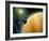 Artwork Showing Magellan Spacecraft Orbiting Venus-Julian Baum-Framed Photographic Print