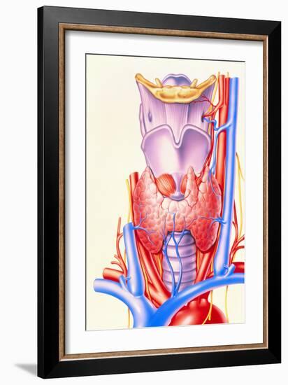 Artwork Showing the Thyroid Gland-John Bavosi-Framed Photographic Print