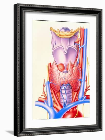 Artwork Showing the Thyroid Gland-John Bavosi-Framed Photographic Print