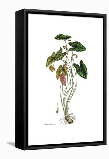 Arum arisarum, Flora Graeca-Ferdinand Bauer-Framed Premier Image Canvas