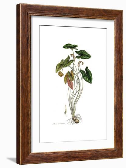 Arum arisarum, Flora Graeca-Ferdinand Bauer-Framed Giclee Print
