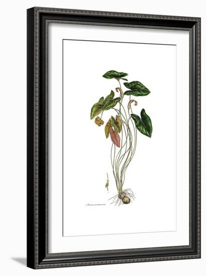 Arum arisarum, Flora Graeca-Ferdinand Bauer-Framed Giclee Print