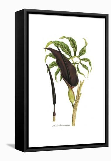 Arum dracunculus, Flora Graeca-Ferdinand Bauer-Framed Premier Image Canvas