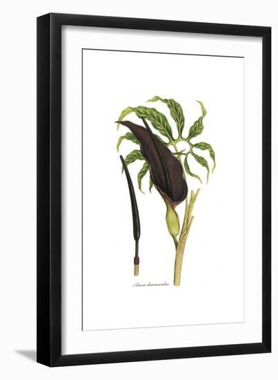 Arum dracunculus, Flora Graeca-Ferdinand Bauer-Framed Giclee Print