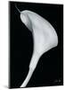 Arum Lily II-Bruce Rae-Mounted Giclee Print