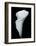 Arum Lily III-Bruce Rae-Framed Giclee Print