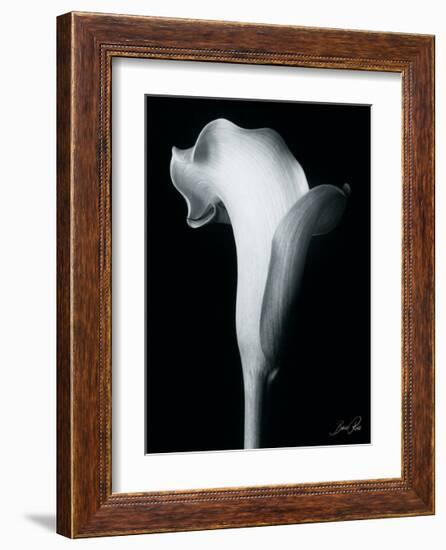 Arum Lily IV-Bruce Rae-Framed Giclee Print