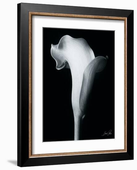 Arum Lily IV-Bruce Rae-Framed Giclee Print