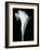 Arum Lily IV-Bruce Rae-Framed Giclee Print