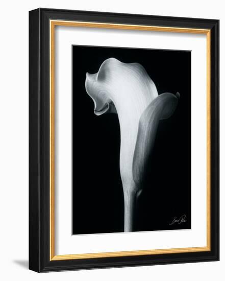 Arum Lily IV-Bruce Rae-Framed Giclee Print