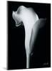 Arum Lily IV-Bruce Rae-Mounted Giclee Print