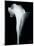 Arum Lily IV-Bruce Rae-Mounted Giclee Print