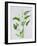 Arum lily-Sally Crosthwaite-Framed Giclee Print