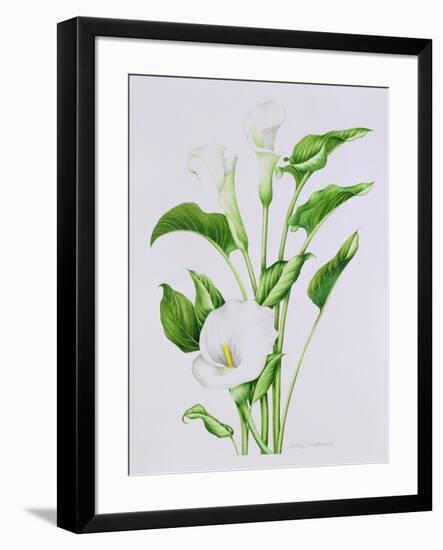 Arum lily-Sally Crosthwaite-Framed Giclee Print