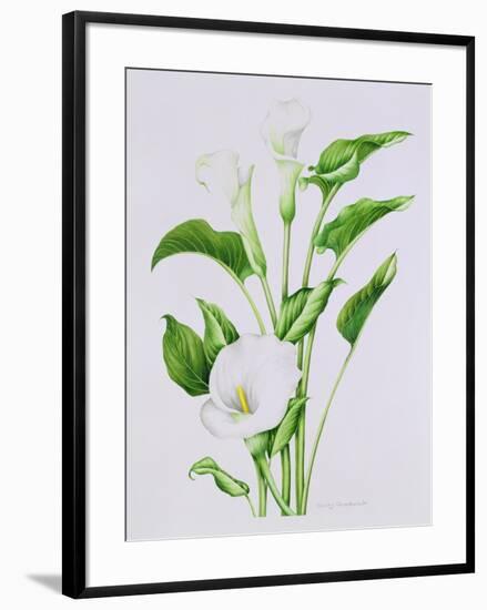 Arum lily-Sally Crosthwaite-Framed Giclee Print