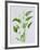 Arum lily-Sally Crosthwaite-Framed Giclee Print