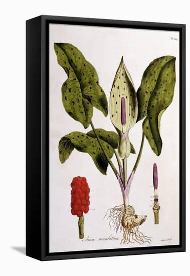 Arum Maculatum, Plate 114 from 'Flora Londiniensis' by William Curtis, Published 1775-null-Framed Premier Image Canvas