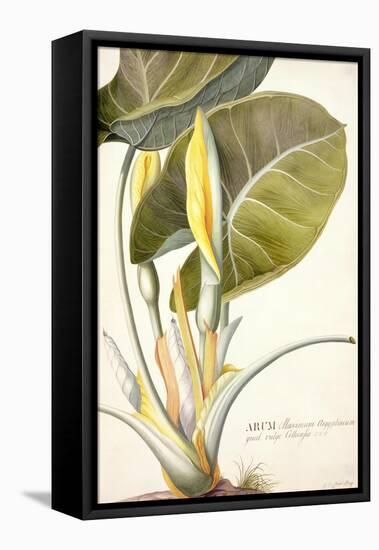 Arum Maximum Aegyptiacum, C.1740-45-Georg Dionysius Ehret-Framed Premier Image Canvas