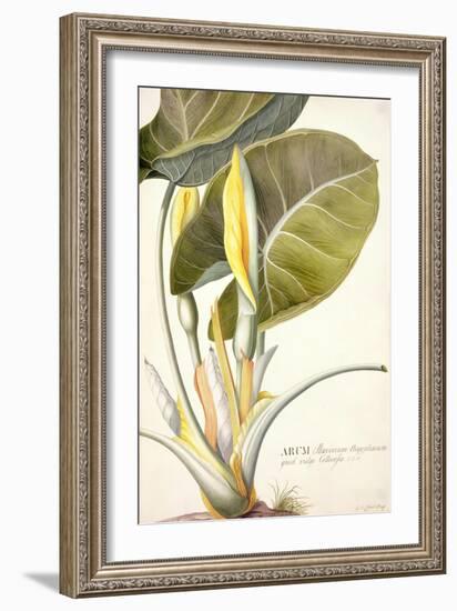 Arum Maximum Aegyptiacum, C.1740-45-Georg Dionysius Ehret-Framed Giclee Print