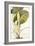 Arum Maximum Aegyptiacum, C.1740-45-Georg Dionysius Ehret-Framed Giclee Print