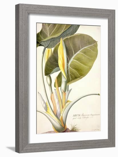 Arum Maximum Aegyptiacum, C.1740-45-Georg Dionysius Ehret-Framed Giclee Print