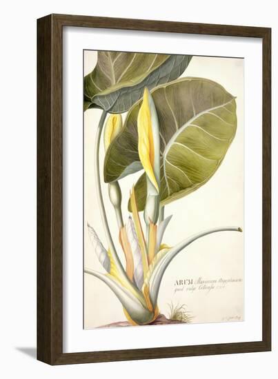 Arum Maximum Aegyptiacum, C.1740-45-Georg Dionysius Ehret-Framed Giclee Print