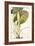 Arum Maximum Aegyptiacum, C.1740-45-Georg Dionysius Ehret-Framed Giclee Print