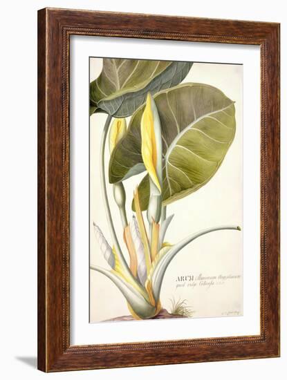 Arum Maximum Aegyptiacum, C.1740-45-Georg Dionysius Ehret-Framed Giclee Print