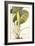 Arum Maximum Aegyptiacum, C.1740-45-Georg Dionysius Ehret-Framed Giclee Print